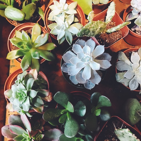 Meet your Posher, Mya - Picture 1 of 1